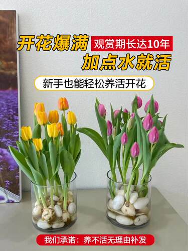 水培郁金香大种球好养