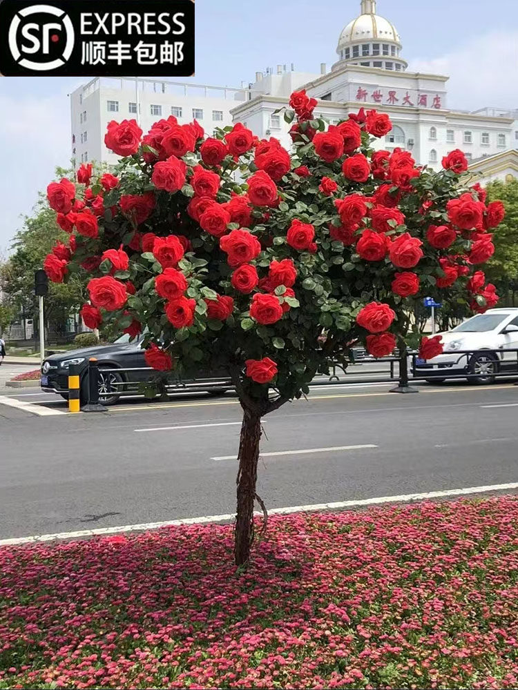 棒棒糖月季花苗大花浓香庭院阳台玫瑰盆栽树桩月季花多季开花花卉