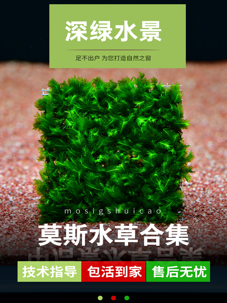 鱼缸造景专用莫斯水草植物慕斯片散装莫丝树球沉木大三角垂泪美凤