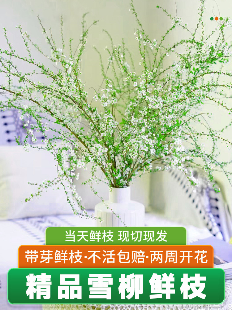 雪柳鲜枝龙柳干枝水养花瓶水培植物秋冬室内冬季好养花卉盆栽鲜花