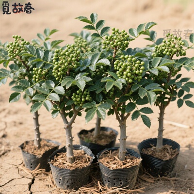 四川汉源九叶青花椒苗带土盆栽
