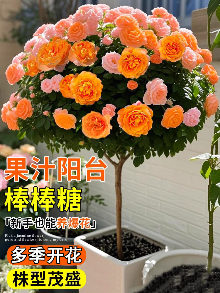 果汁阳台棒棒糖月季花苗开花树桩花树盆栽老桩带花苞地栽四季花卉