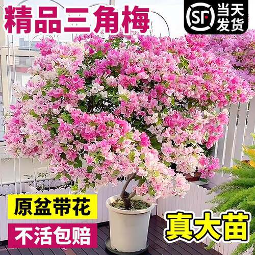 三角梅盆栽重瓣四季绿漳红樱爬藤植物矮桩阳台树苗耐寒老桩带花卉