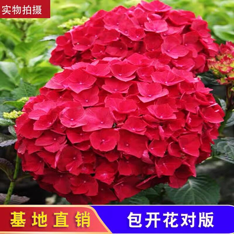 绣球花苗盆栽大花绣球无尽夏四季花卉室内庭院好养当年开花耐寒