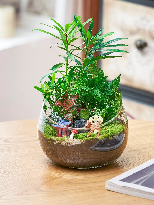 戏夏深苔藓微景观diy材料包创意玻璃球生态瓶子摆件礼品套装切口