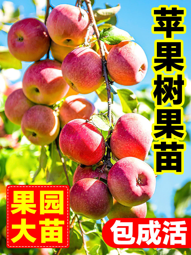冰糖心苹果树果苗当年结果南北方种植盆栽耐寒矮化红富士树苗