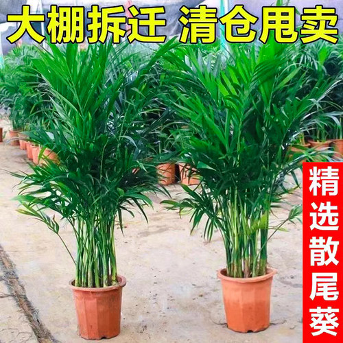 散尾葵植物盆栽室内大型绿植凤尾竹富贵椰子树苗客厅落地绿植易活