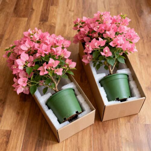 三角梅盆栽大苗重瓣带花老桩室内外爬藤植物红梅花卉四季开花好养