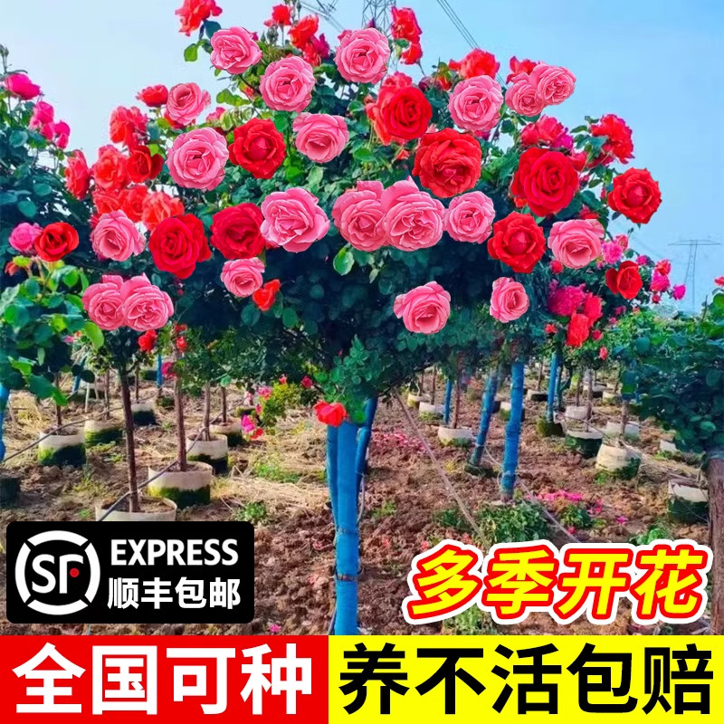 棒棒糖月季花苗四季好养室外嫁接树桩月季特大苗植物庭院玫瑰花苗