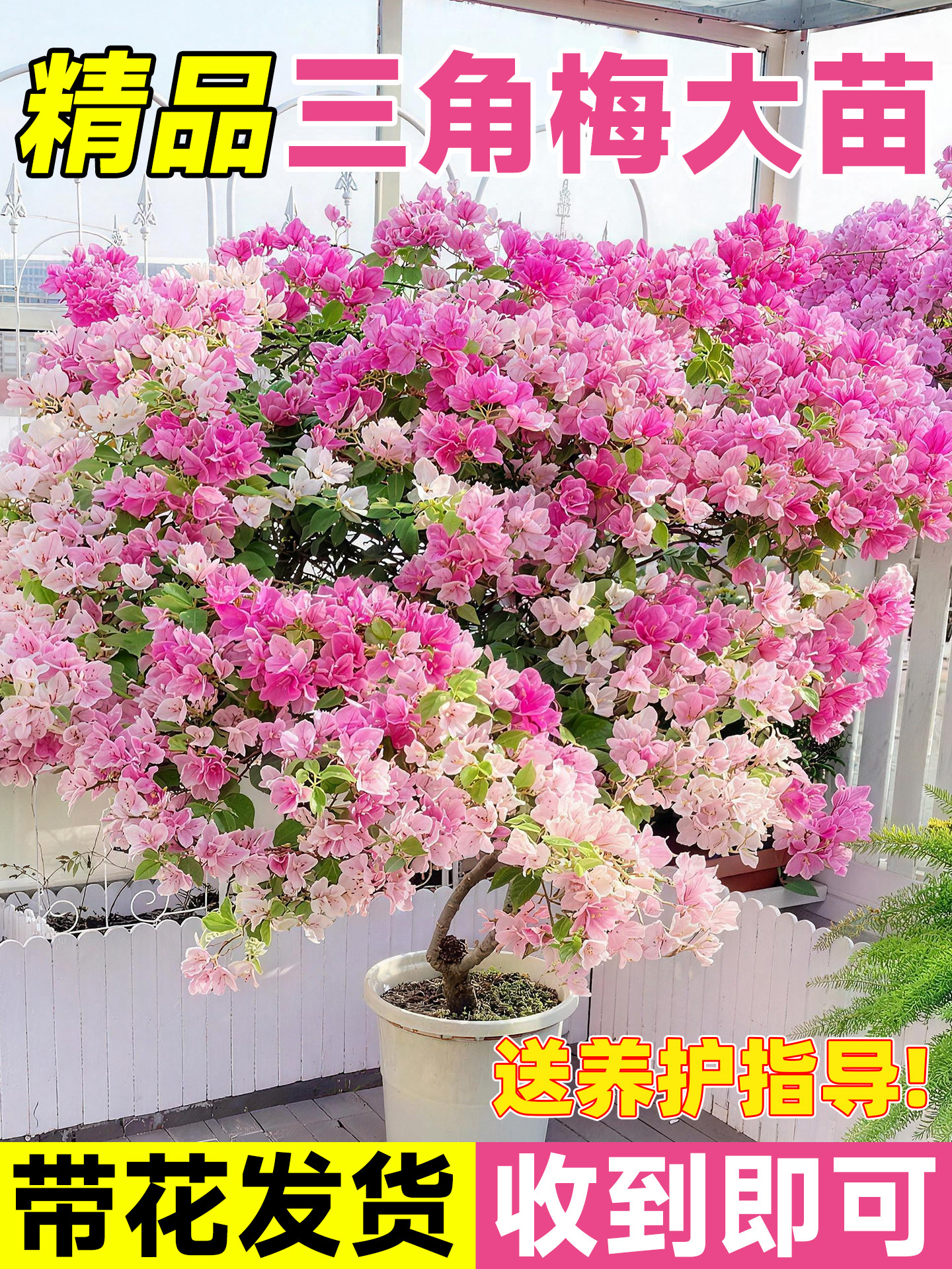 漳红樱三角梅盆栽四季开花阳台绿樱爬藤勤花期长植物夏季耐热