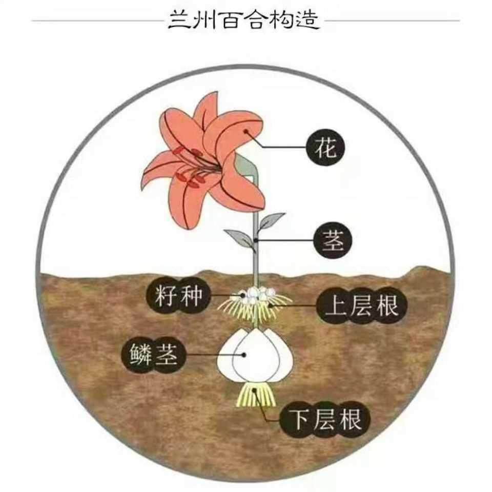【甘肃特产】兰州食用甜百合种子种球母仔赏花室内外田野可种图片