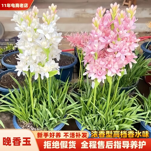 室内外晚香玉重瓣浓香种球