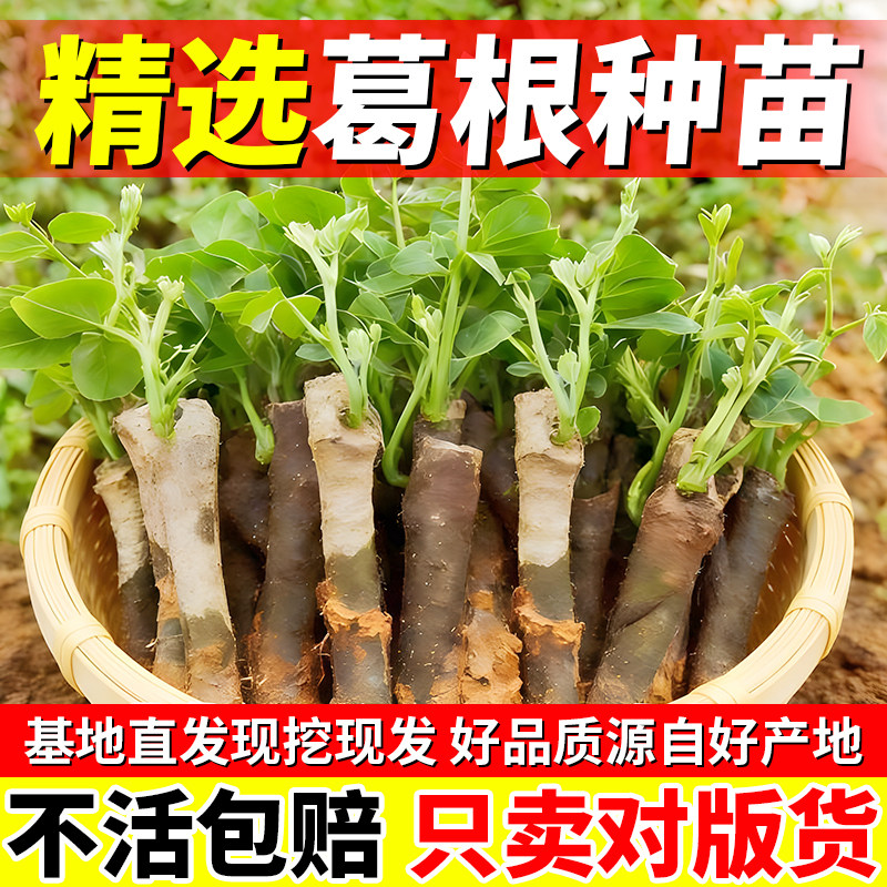 正宗葛根苗粉葛苗30棵包邮广西藤县带芽种子种植绿化高产无渣种苗