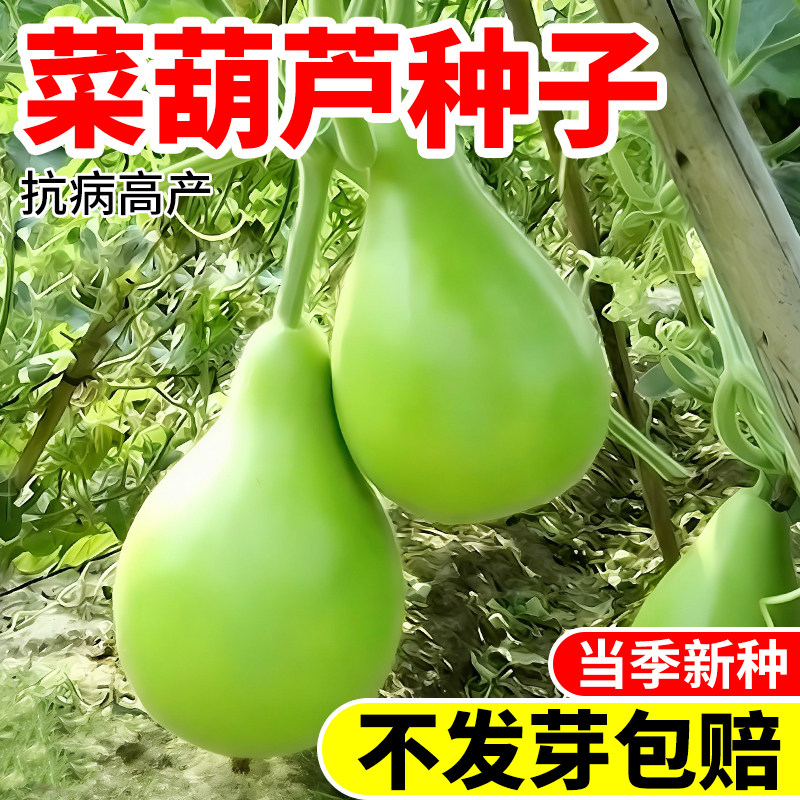 农家菜葫芦种子可食用瓠瓜种籽早熟高产庭院种籽抗病菜葫芦蔬菜籽