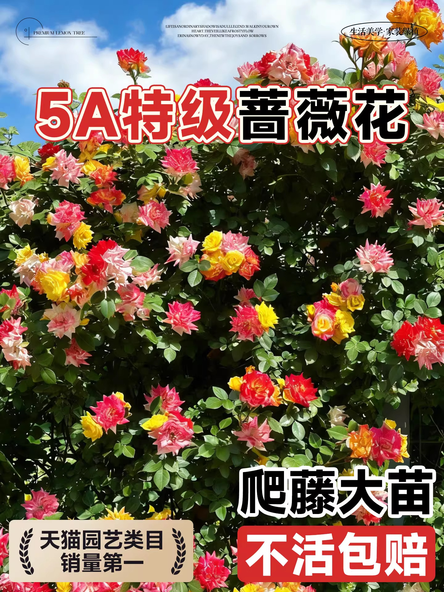 藤彩虹蔷薇花苗藤本月季爬藤四季开花爬墙植物树苗盆栽花卉鲜花