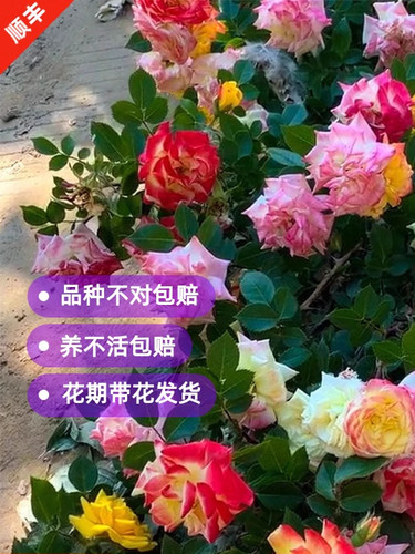 藤彩虹藤本月季花苗爬藤开花玫瑰小四季盆栽花卉植物蔷薇树苗绿植