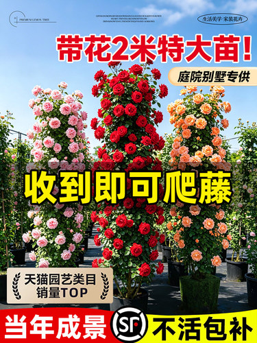 蔷薇花苗藤本月季花树大苗庭院阳台爬藤植物花卉爬墙玫瑰耐寒盆栽