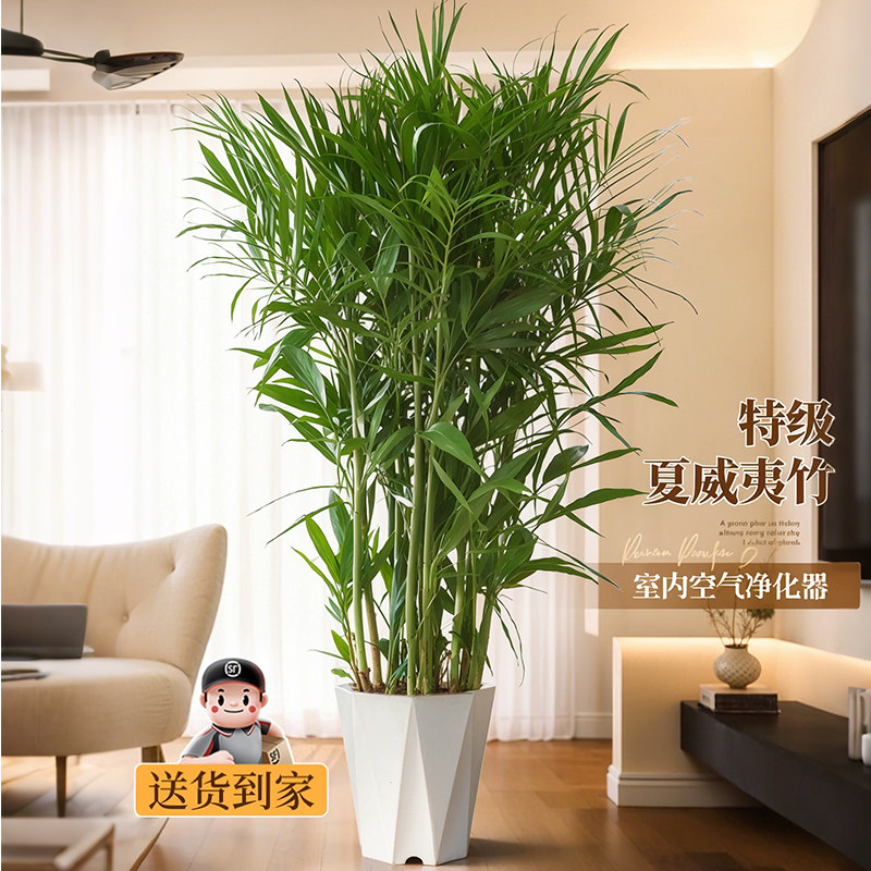 新疆包邮夏威夷竹盆栽凤尾竹散尾葵室内客厅电视机旁边的大型绿植