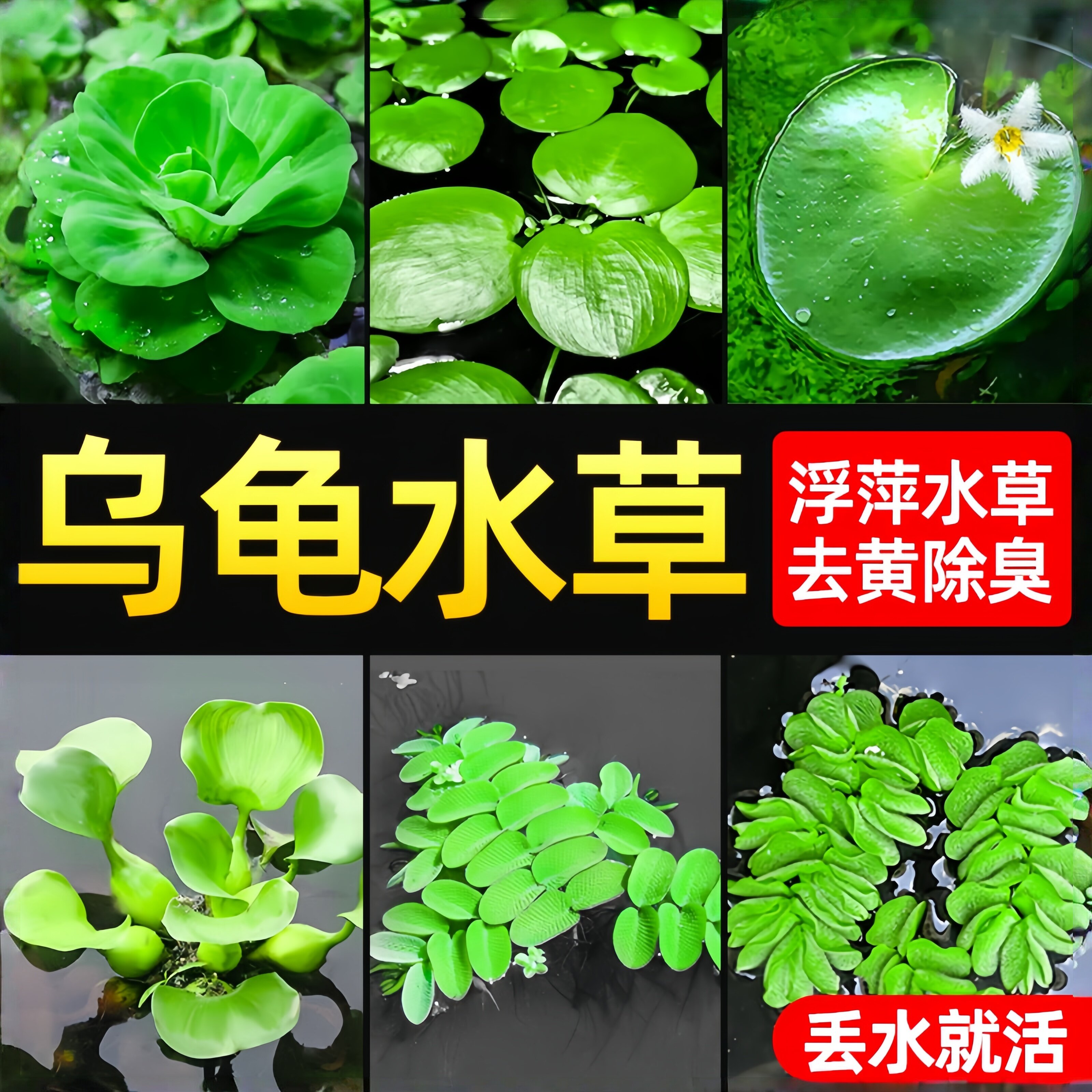 乌龟缸造景绿植水草养龟浮萍水培水葫芦一叶莲装饰专用水草净水