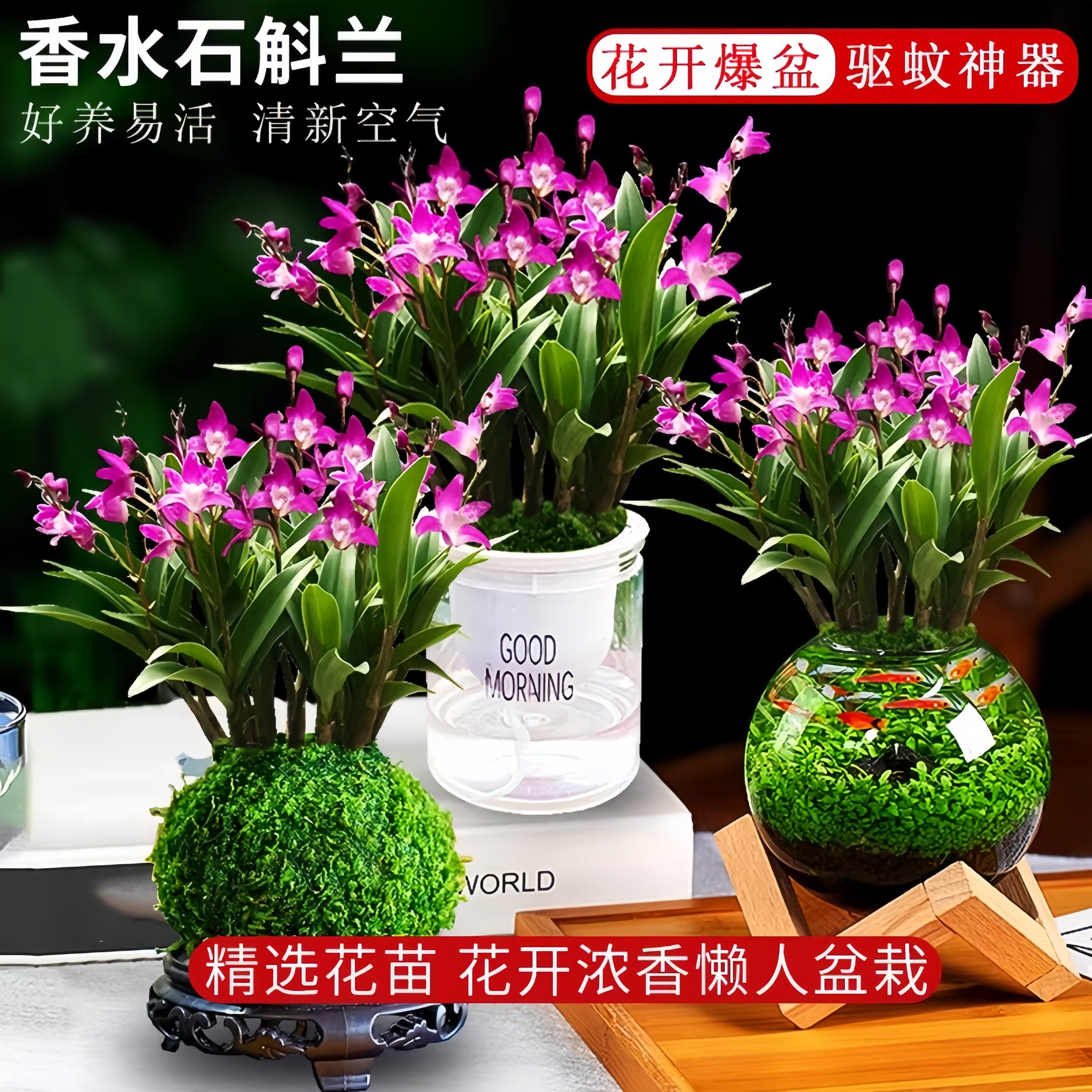 七彩香水石斛兰盆栽带花室内花卉绿植浓香型兰花水培植物桌面盆景