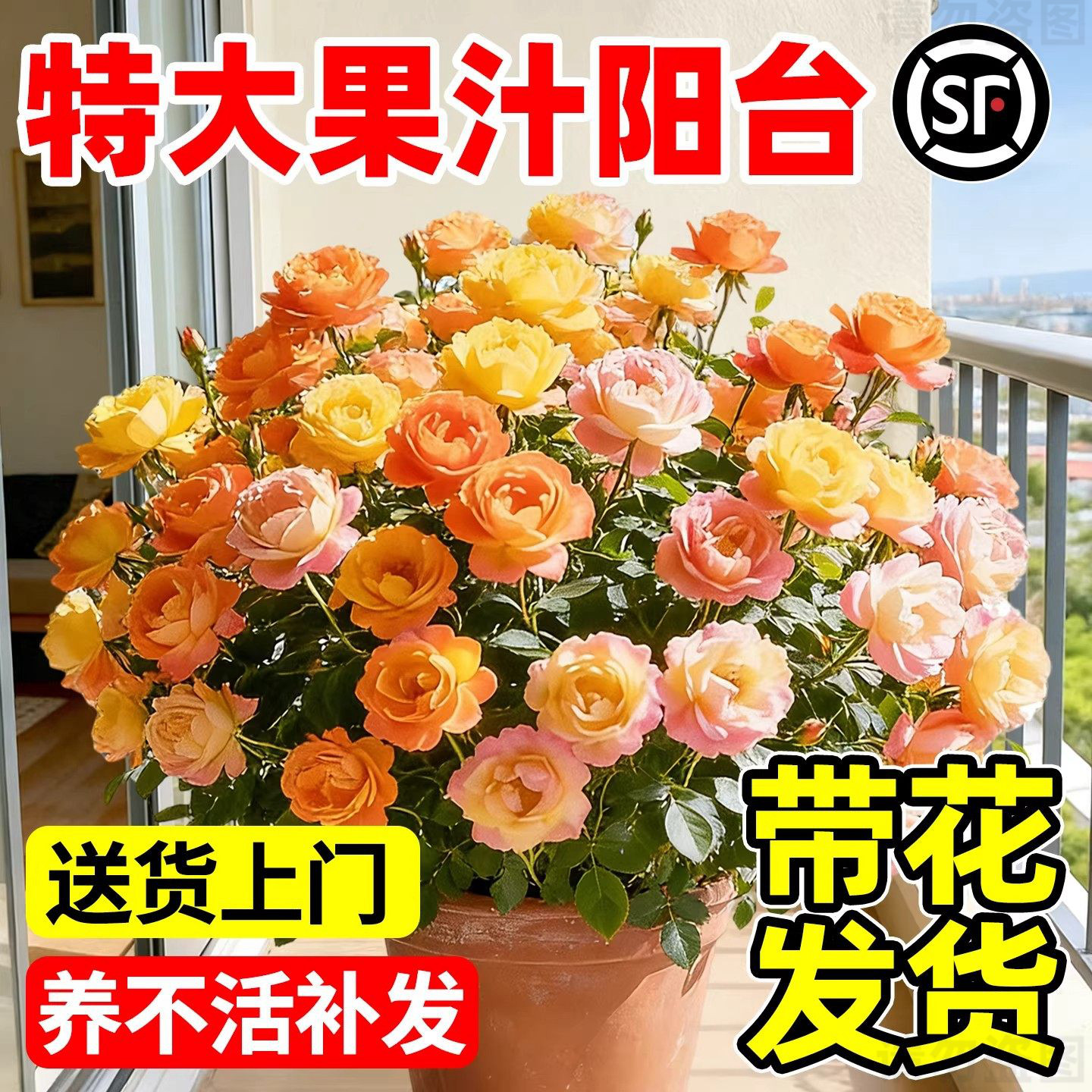 果汁阳台月季盆栽特大花苗四季花卉带花苞阳台植物多头玫瑰蔷薇花