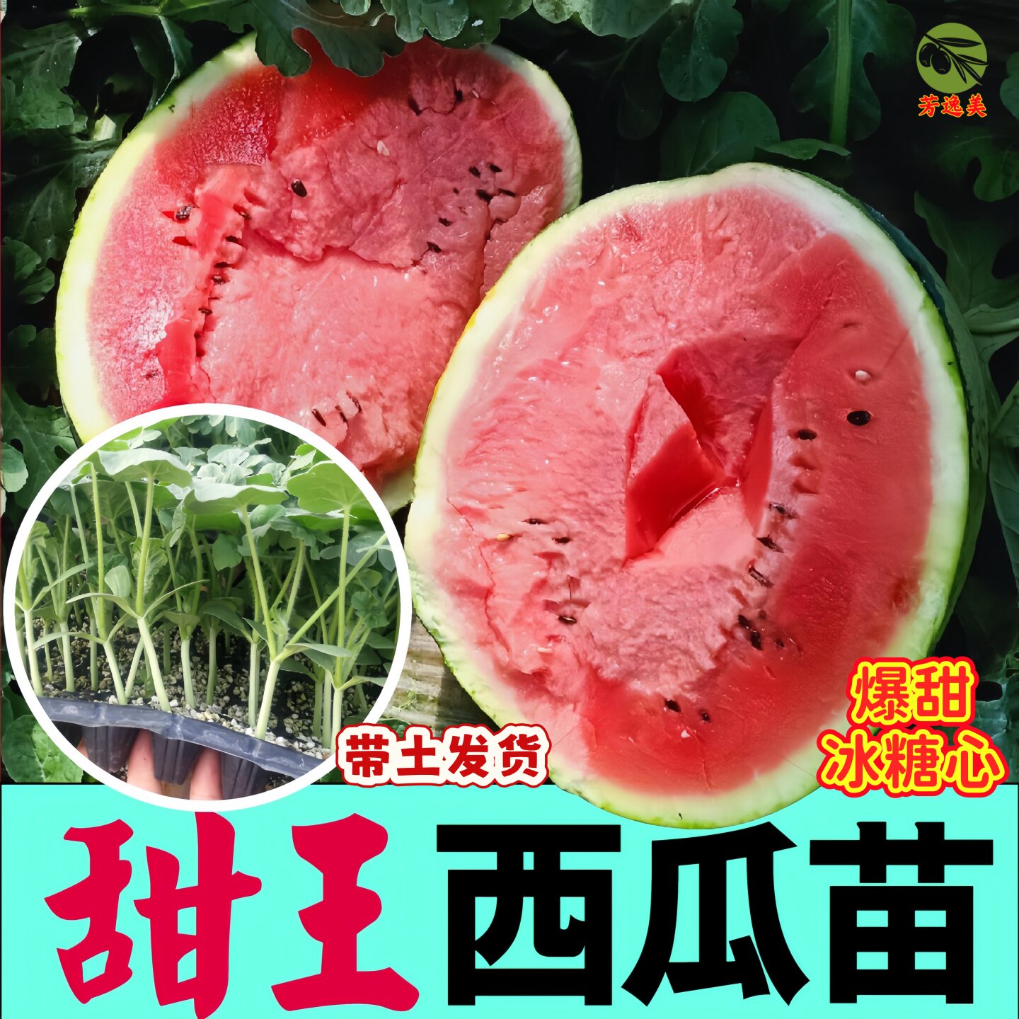 甜王西瓜苗秧带土8424麒麟红玉懒汉黄瓤小凤西瓜苗种子四季西瓜苗 - 实物图