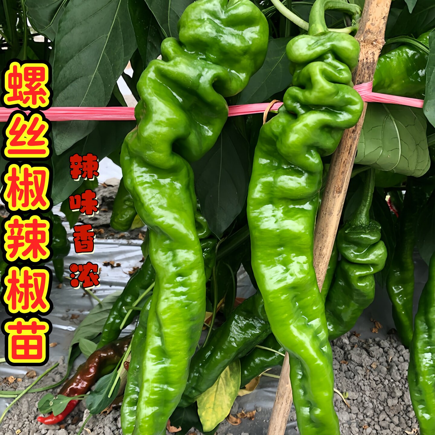 螺丝椒苗带土辣椒苗香辣种苗薄皮肉厚螺丝椒新鲜长线微辣蔬菜秧苗图片