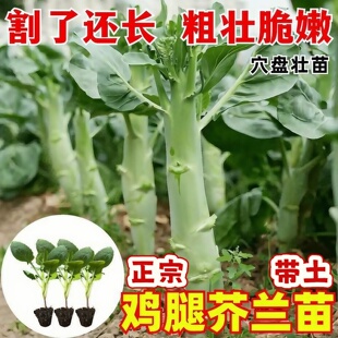正宗鸡腿芥兰苗甜心芥蓝秧芥兰菜苗广东小芥兰芥兰菜种子幼苗带土