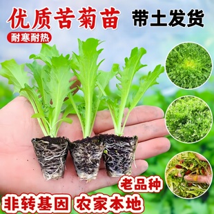 各种菜苗芥兰当季菜苗苦菊蔬菜苗大全秧苗带土耐寒红菜苔生菜根苗