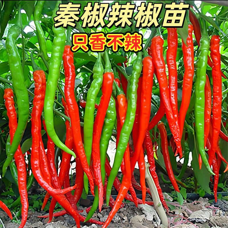 陕西秦椒苗香辣辣椒苗秧苗四季高产盆栽本地土农村老品种春季菜苗