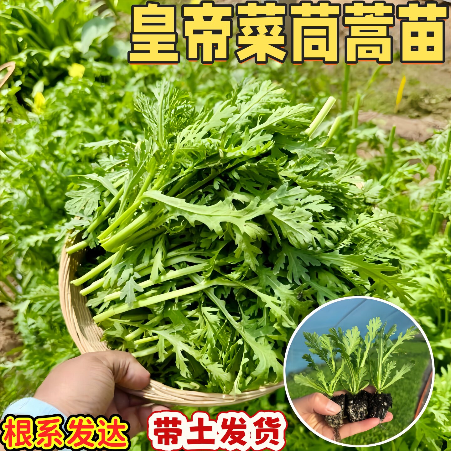皇帝菜茼蒿苗秋冬四季蔬菜耐寒割完又长阳台庭院花卉盆栽耐热种苗