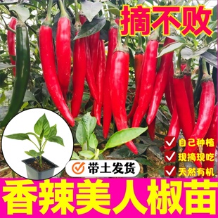 香辣美人椒苗秧苗四季春秋高产蔬菜苗带土辣椒树苗海椒种子摘不败