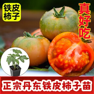 正宗丹东铁皮柿子苗水果草莓西红柿苗秧农家本地绿腚铁皮柿子秧苗