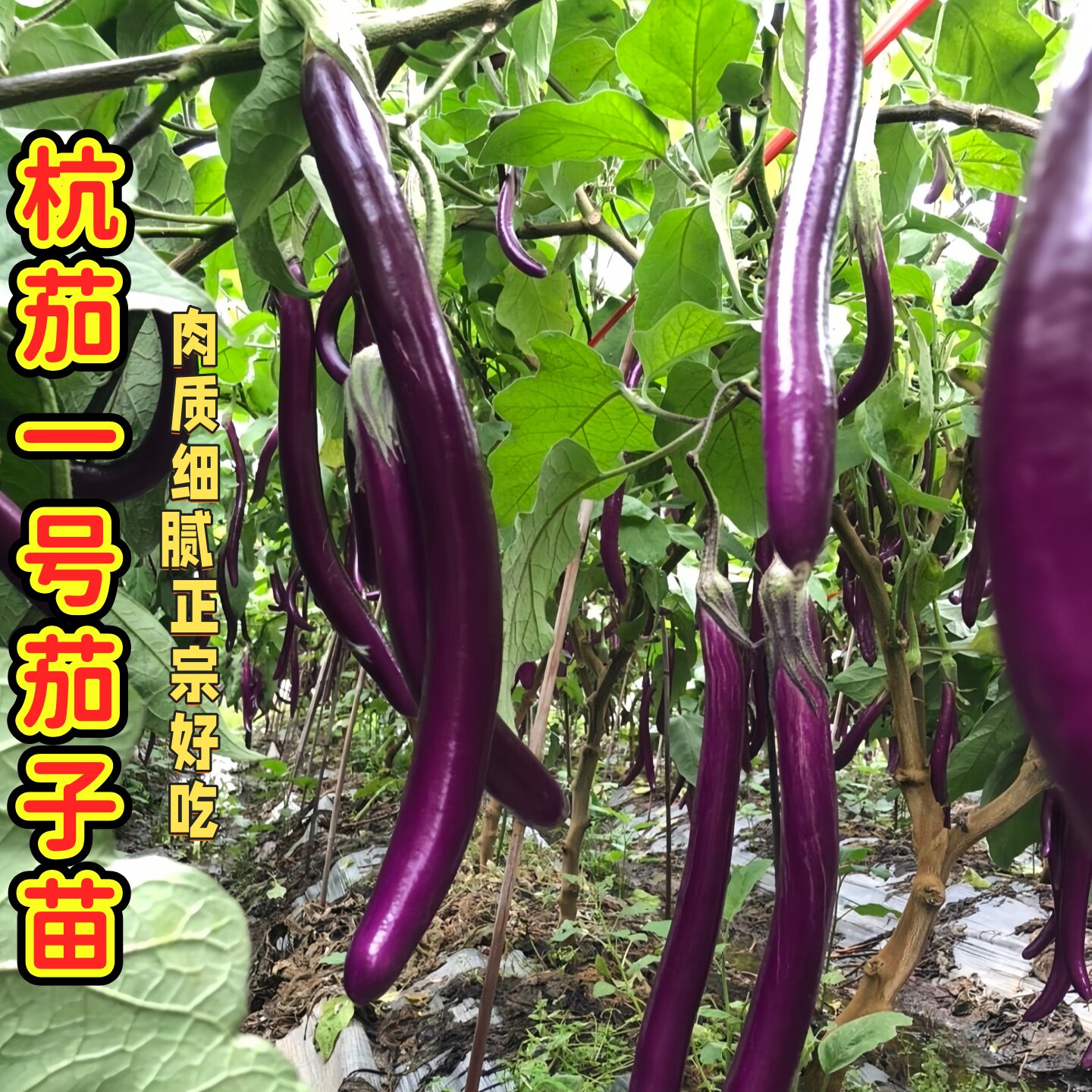 杭茄一号苗秧带土球长线茄紫长茄圆茄种子四季盆栽蔬菜苗高产抗病图片