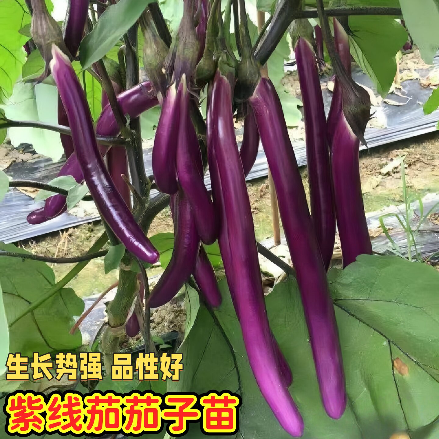 特长紫线茄茄子苗耐寒杭茄一号紫红茄高产早熟种籽阳台盆栽蔬菜苗图片