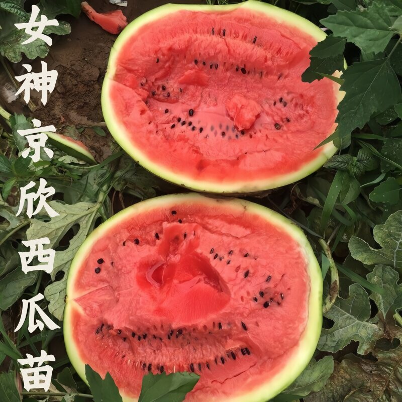 京欣一号特大西瓜种子种籽麒麟瓜早熟高产特大春季四季西瓜果秧孑图片