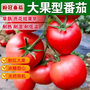 粉冠番茄番茄苗秧非转基因老品种大粉西红柿蔬菜苗本地番茄苗盆栽