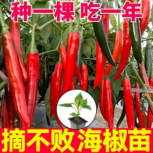 摘不败海椒秧苗带土香辣美人椒线椒朝天椒红小米辣椒种子四季盆栽