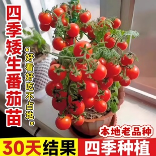矮生小番茄苗秧盆栽四季西红柿苗带土本地圣女果种苗菜苗蔬菜苗子