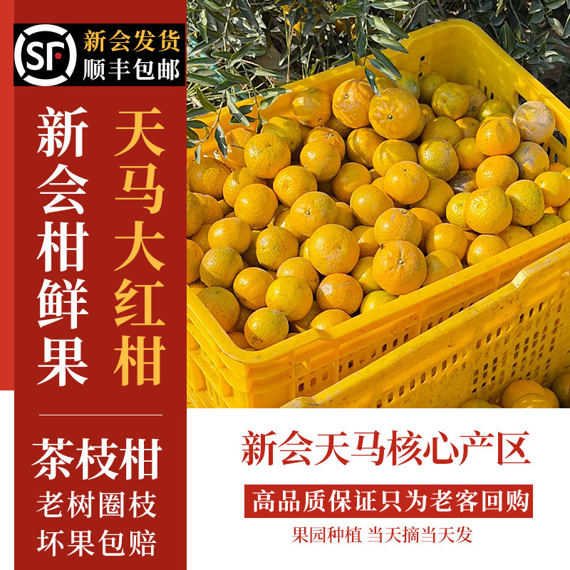 新会柑鲜果陈皮天马老树圈枝茶枝柑新货鲜皮大红皮陈皮原材料现摘