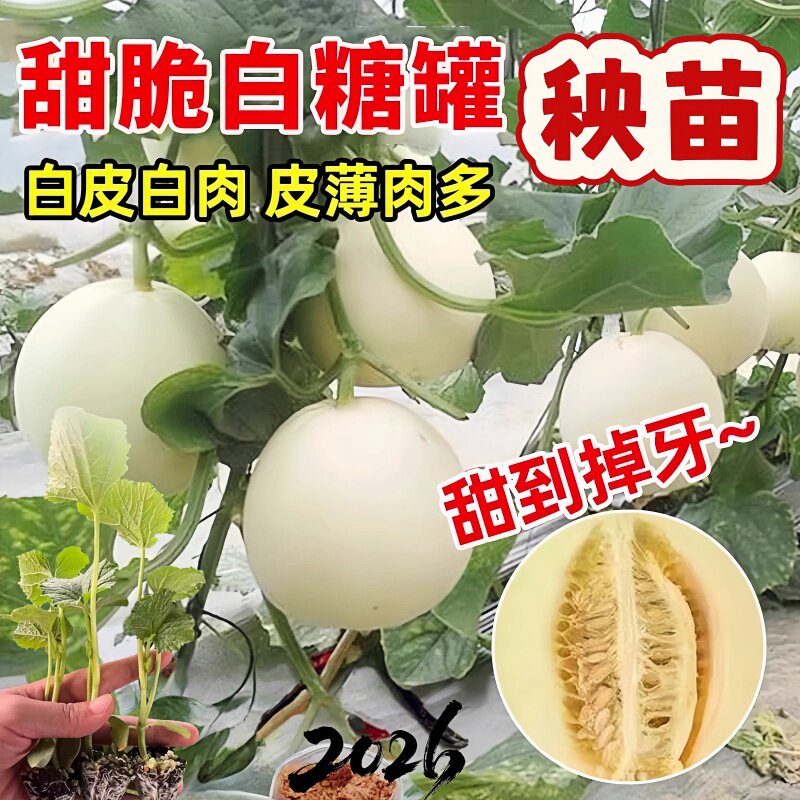 甜脆白糖罐甜瓜苗秧种子四季种植早熟高产皮薄肉厚水果香瓜种籽苗图片