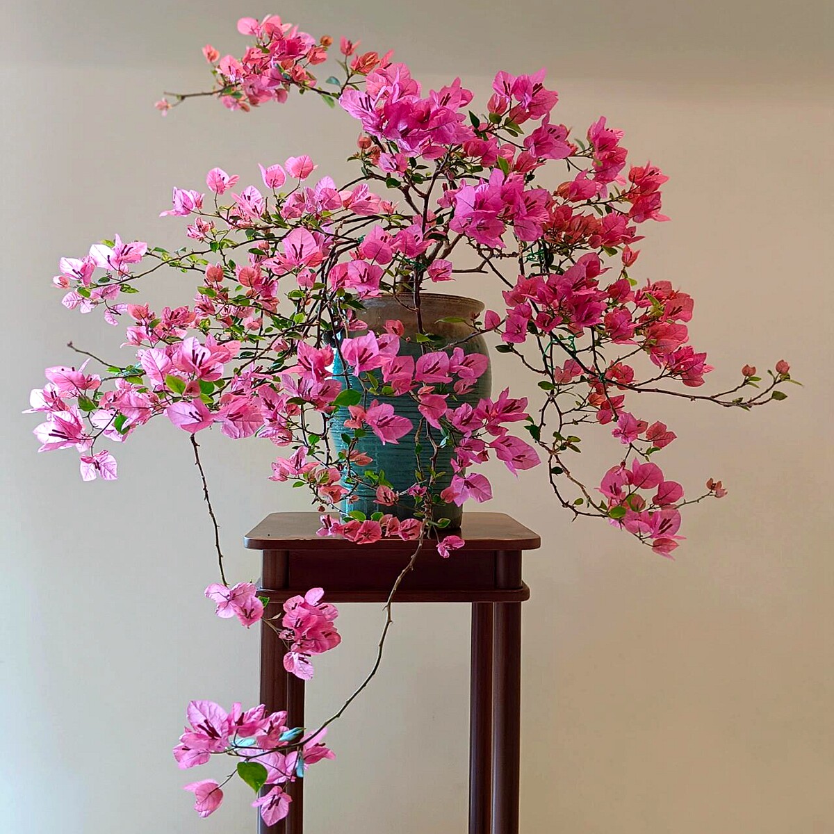 新品飘枝三角梅盆栽花卉阳台庭院爬藤植物垂丝花苗老桩带花四季开