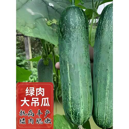 老品种黄瓜苗秧苗带土盆栽本地广东青瓜高产吊瓜苗水果四季特大号