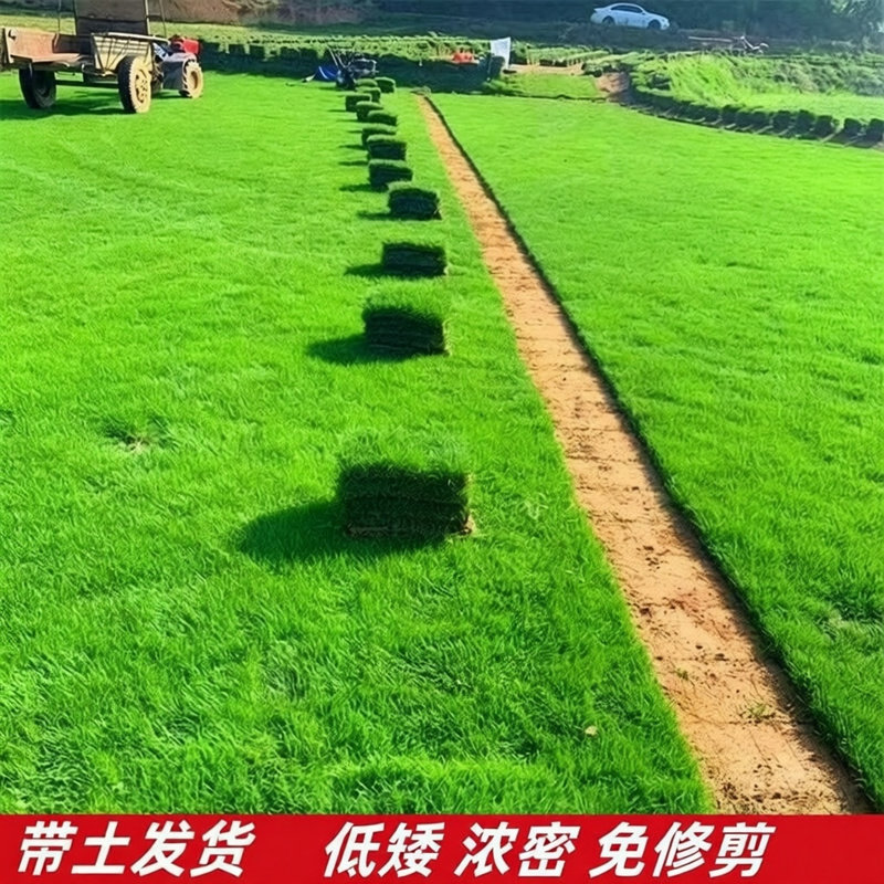 真草皮真草坪带泥土地毯草台湾草别墅庭院花园带土绿化马尼拉草坪
