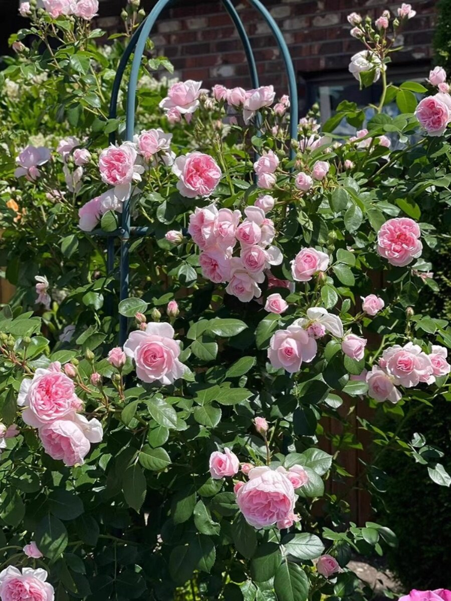 欧月藤本灌木月季花苗 灰姑娘 蔟花多花蔷薇苗玫瑰花爬藤多季开花