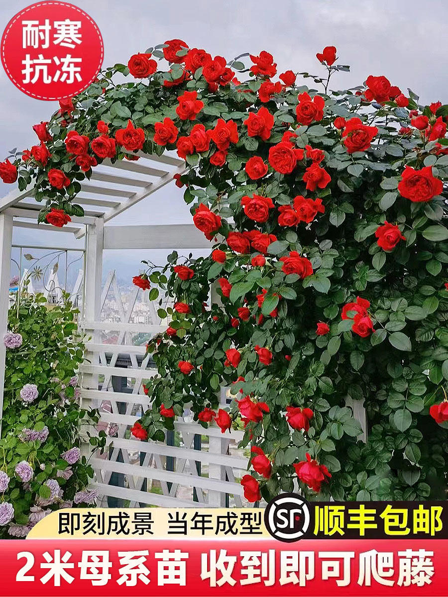【2米大苗】蔷薇花苗藤本月季大花苗浓香爬藤植物庭院盆栽玫瑰花