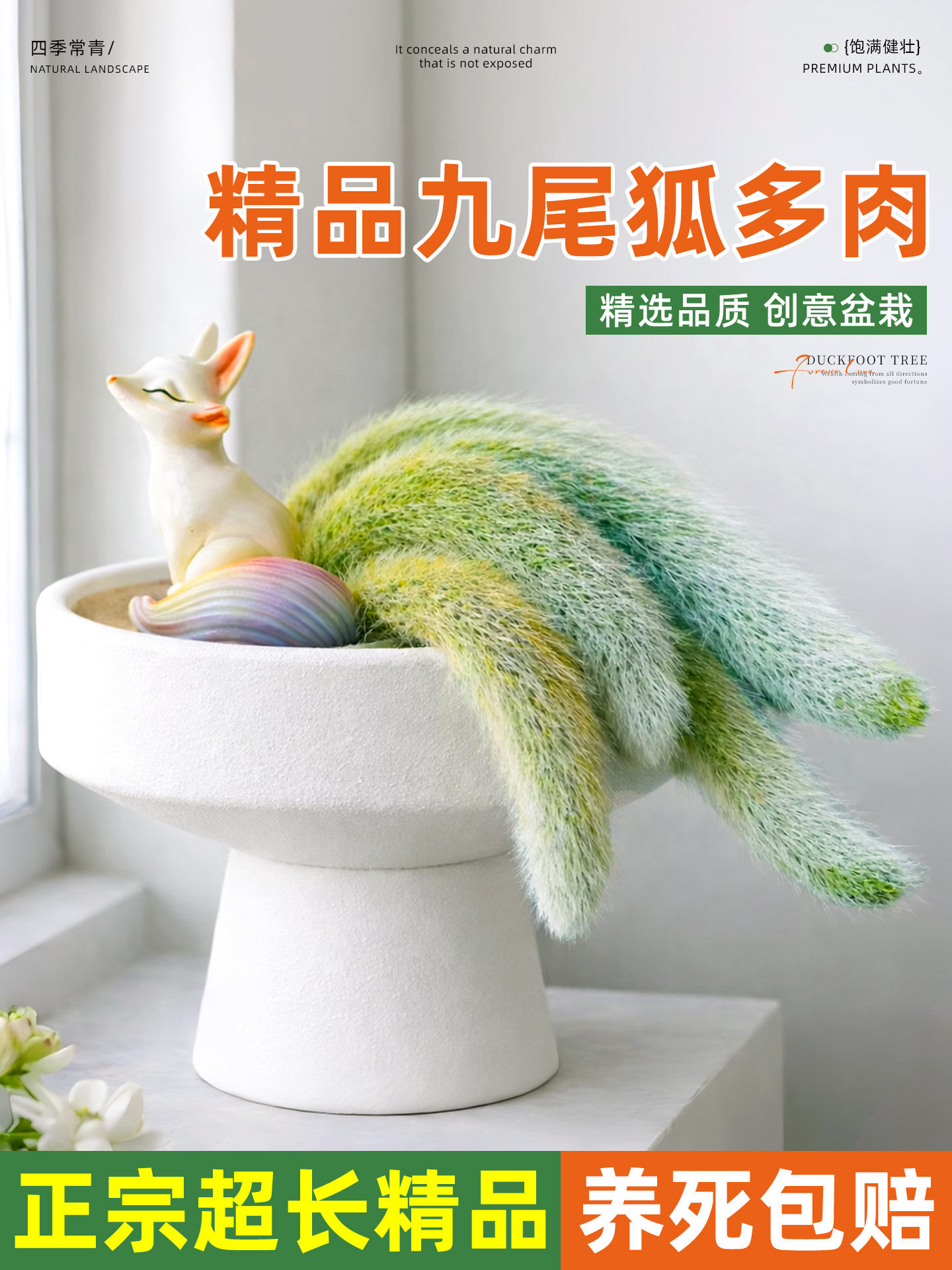 九尾狐多肉植物盆栽办公室绿植室内开花仙人掌仙人球长毛软猴尾巴