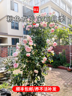 粉色龙沙宝石藤本月季大花浓香花园盆栽庭院植物花卉耐寒耐旱好养