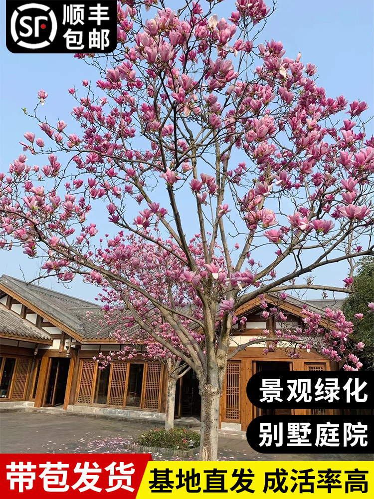 紫玉兰花树苗盆栽白玉兰花阳台庭院别墅景观树浓香四季花卉绿植物