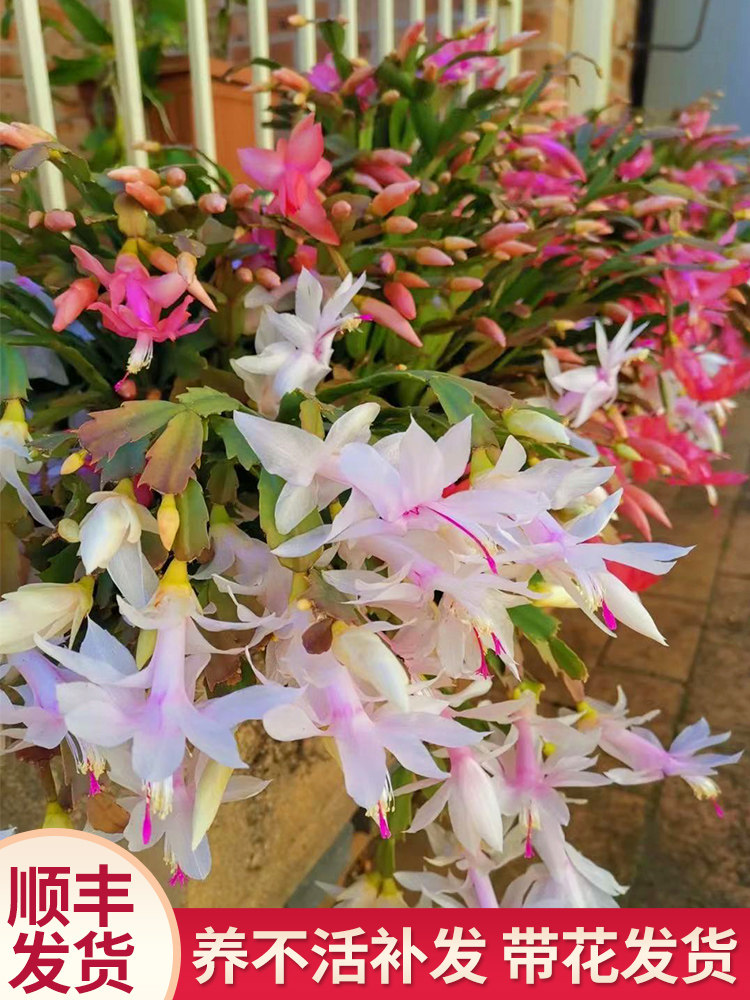 蟹爪兰盆栽带花苞大苗四季花卉盆栽室内阳台观花植物办公好养易活